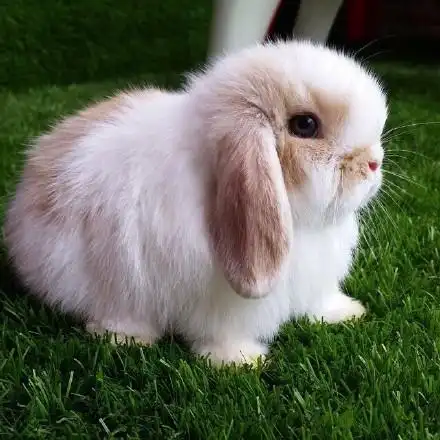 可爱小兔子图片合集高清下载