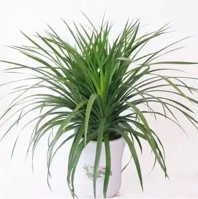 龙须兰树 龙铁树 多头龙血树 室内客厅大型盆栽 绿植净化空气批发 -