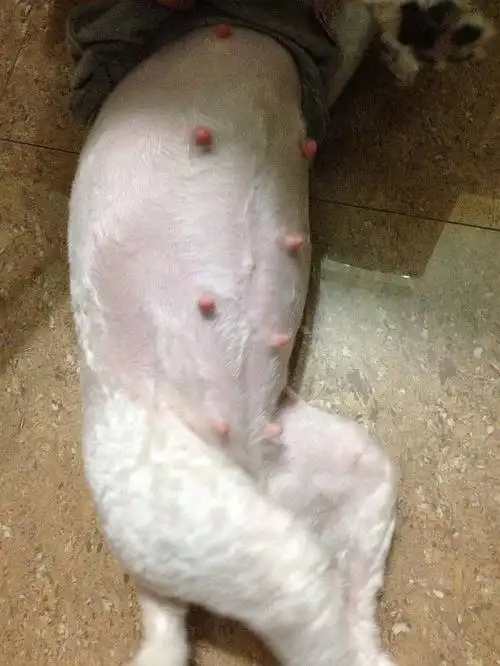 先来张孕妇照~这是我家狗妈妈怀孕45天时候的照片