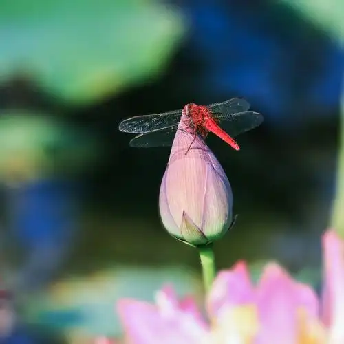 红蜻蜓荷包尖尖荷叶池塘水面蜻蜓红色绿色公园自然