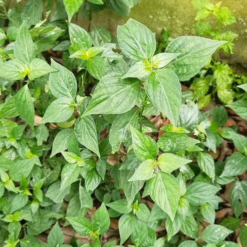 深山天然狗肝菜新鲜猪肝菜路边青 六角英 青蛇仔干货乌面草 农家自晒