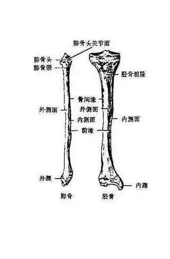 人体小腿骨解剖示意图-人体解剖图