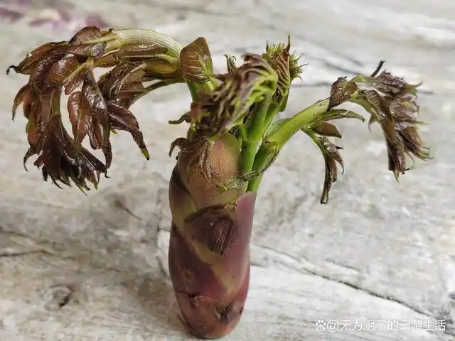 为什么有必要至少品尝一次刺头菜,为什么刺头菜被誉为野菜之王