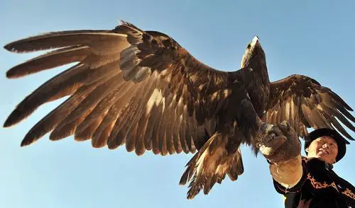 怎么训练猎鹰 使其饥饿 还要使其疲劳-七台河宠物-七台河今日头条-七