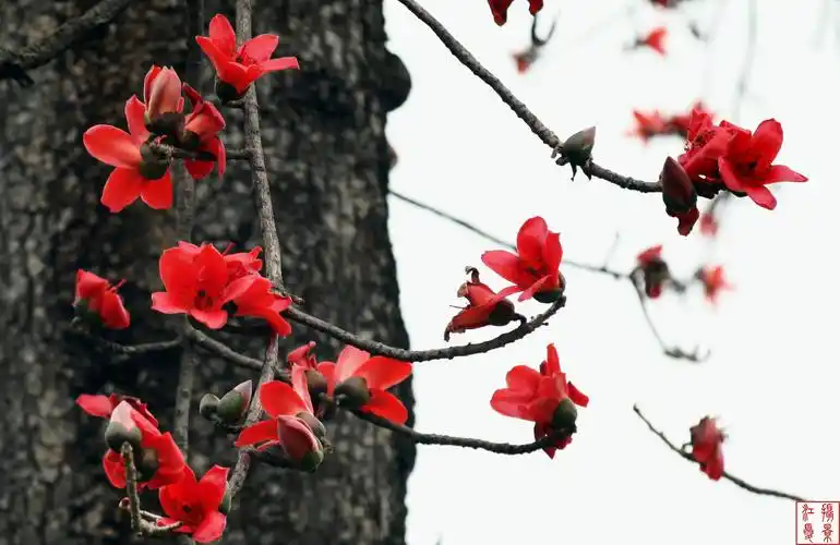 广州木棉花