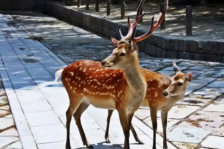 濒危梅花鹿图片1600x900分辨率下载,濒危梅花鹿图片,图片,壁纸,动物