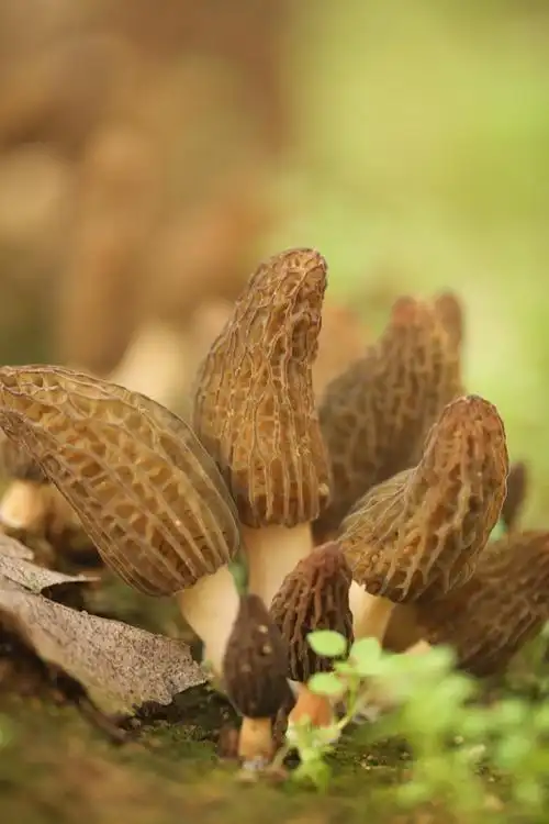 众拍丨抢鲜上市日照羊肚菌撑起乡村振兴致富伞