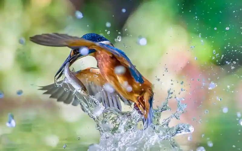 翠鸟捕鱼离开水,飞溅 640x1136 iphone 5/5s/5c/se 壁纸,图片,背景