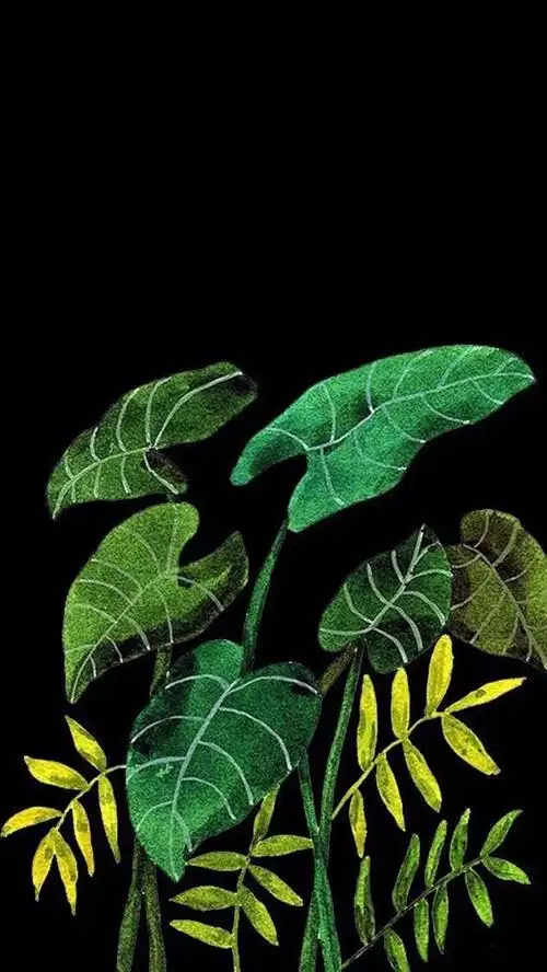 无水印手机锁屏桌面壁纸绿