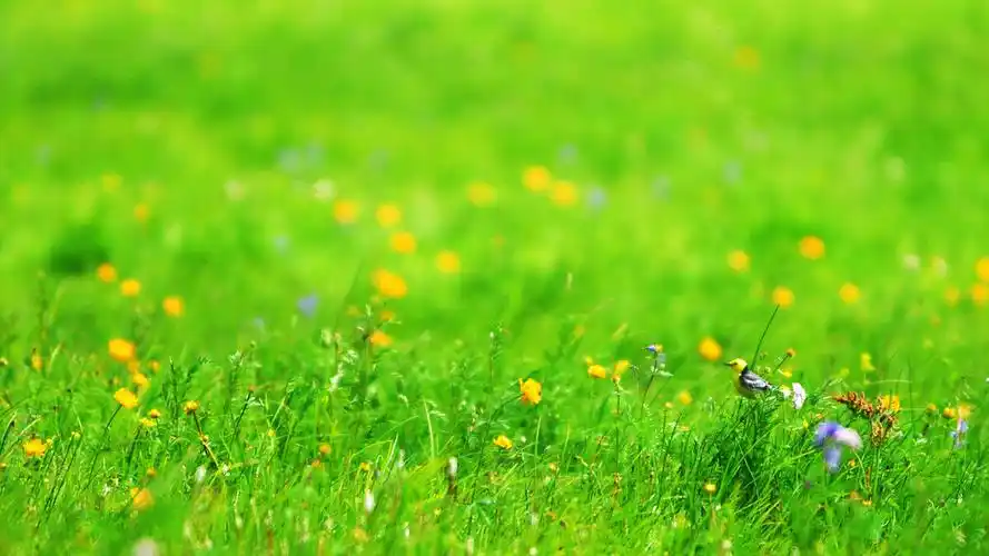 诗词中的那一抹新绿,清新明亮,唯美了时光温柔了岁月