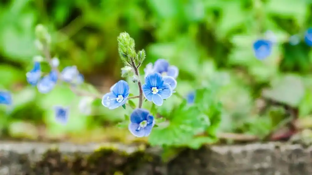 能保护眼睛的清新绿色植物,高清壁纸,风景图片-回车桌面