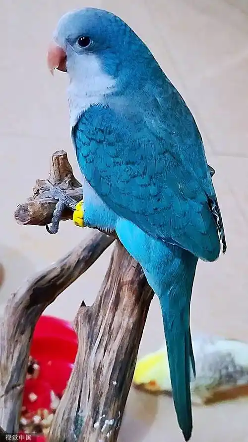 买卖一只人工繁殖鹦鹉三人获刑,判决是否"用力过猛"_繁育_濒危_危害