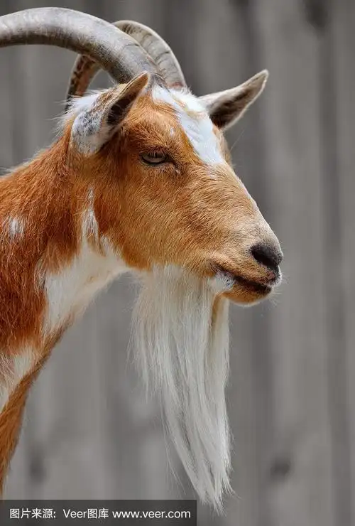 胡须雄山羊的侧面肖像