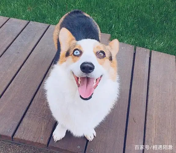 宠物是最可爱的,呆萌美照分享给大家