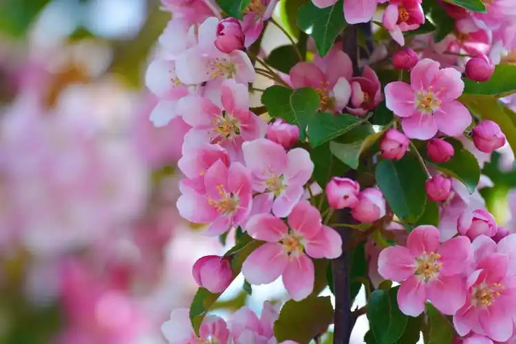 淡粉色海棠花,原创拍摄