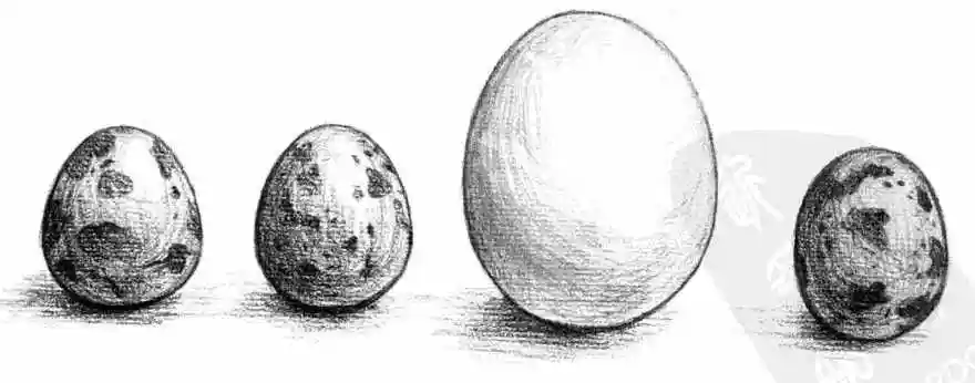 鸡蛋的的素描画法鸡蛋的表面较为光滑,在表现明暗的时候注意要处理得