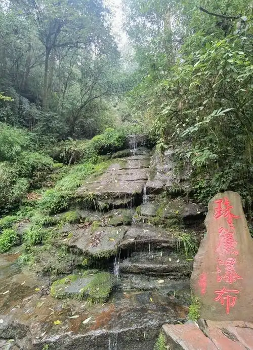 雅安碧峰峡风景区 大熊猫基地