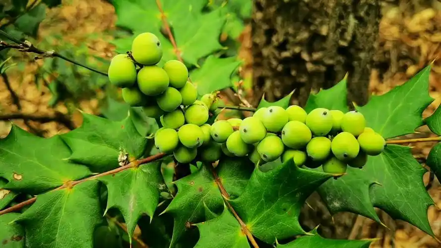 刺黄连十大功劳果子果子颜色会变红变黑!