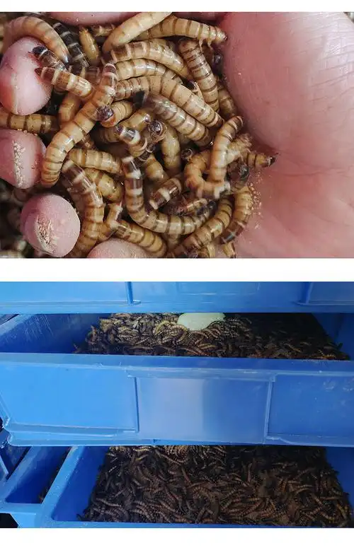 荣郁大麦虫鲜活面包虫活虫黄粉虫龙鱼乌龟守宫蜥蜴八哥蛋白虫饲料批发