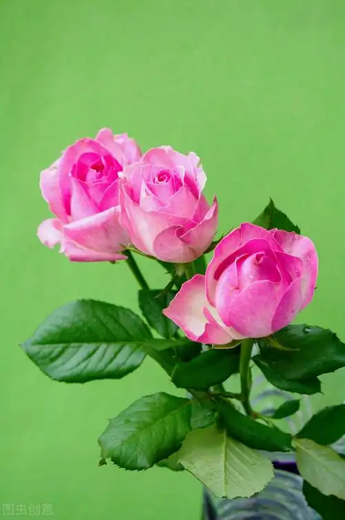 一朵花的图片唯美图片(一花一深爱) - 赤虎壹号