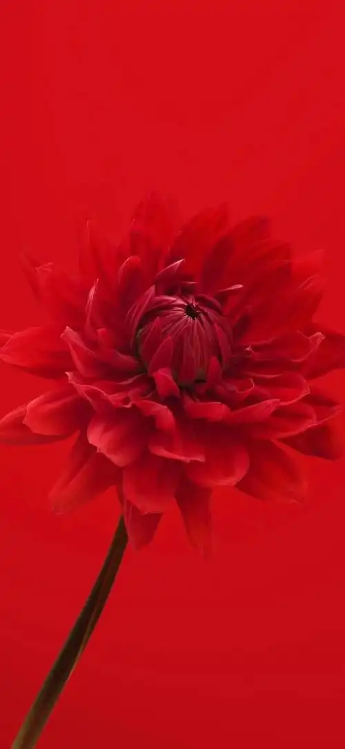 红色壁纸,世事千帆过,前方终会是温柔和月光|红色系