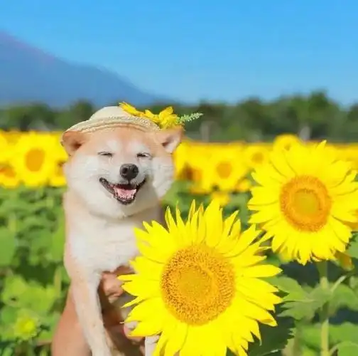 头像可爱67狗狗头像