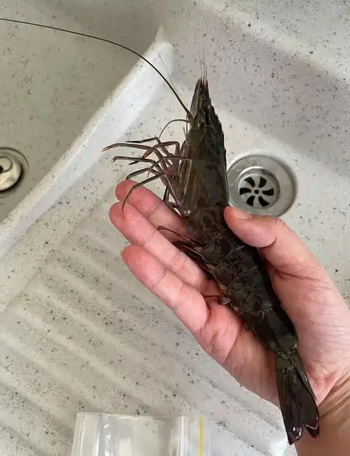 家常版的蒜蓉粉丝虾08厨房小白get起来71