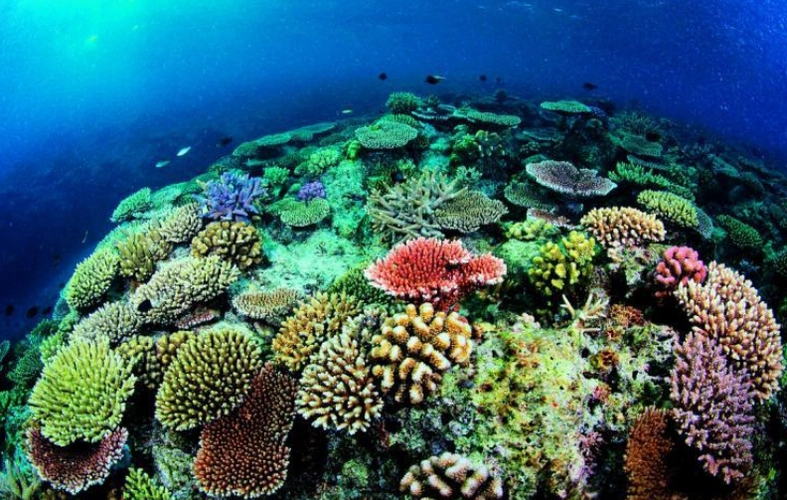 世界上最大的珊瑚海,风景迷人,面积相当于半个中国