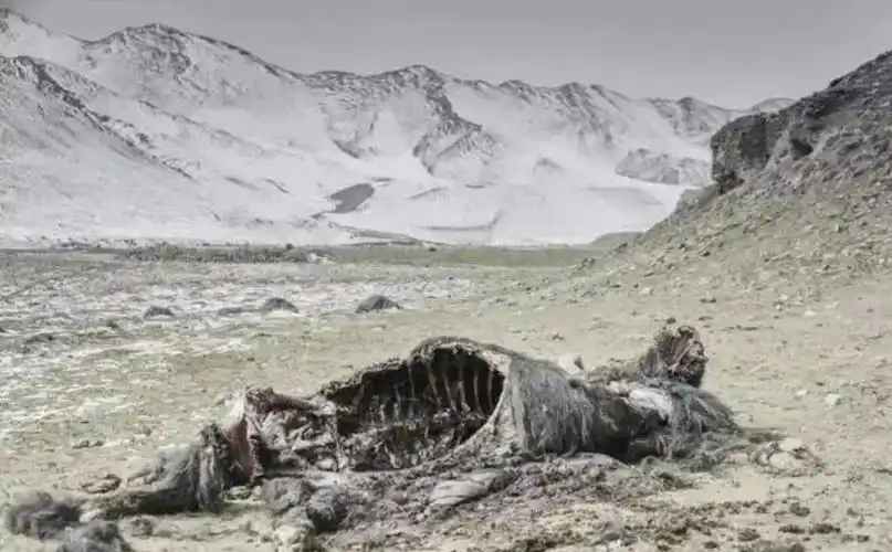 可可西里无人区有多恐怖可可西里无人区到底有多恐怖