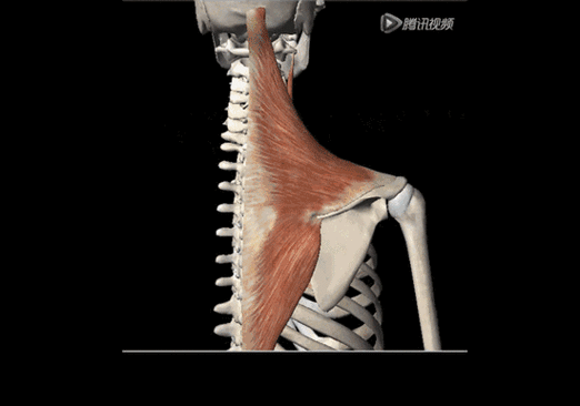 利用肌纤维收缩功能,确定斜方肌基础训练动作!