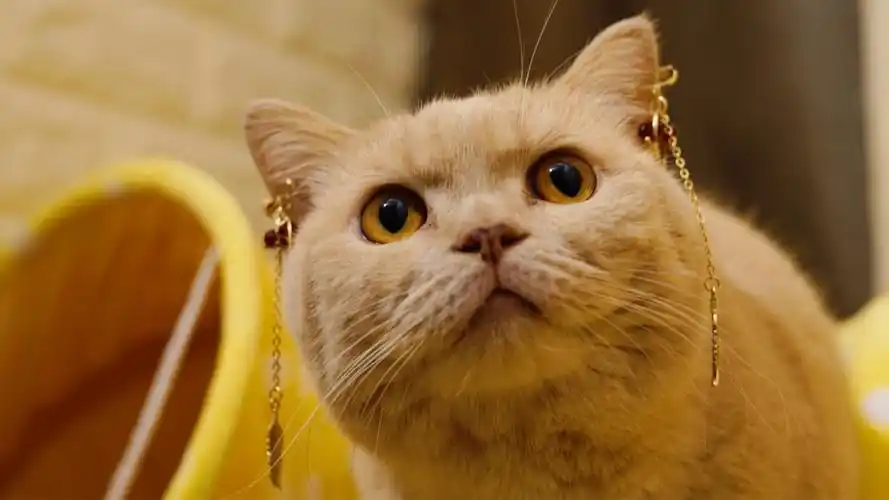 猫带上耳夹后是什么样子,时尚博主咖妃驾到