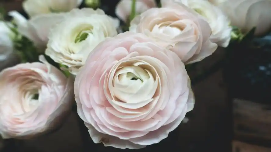 少女心壁纸【78】(小清新静态壁纸) - 静态壁纸下载 - 元气壁纸