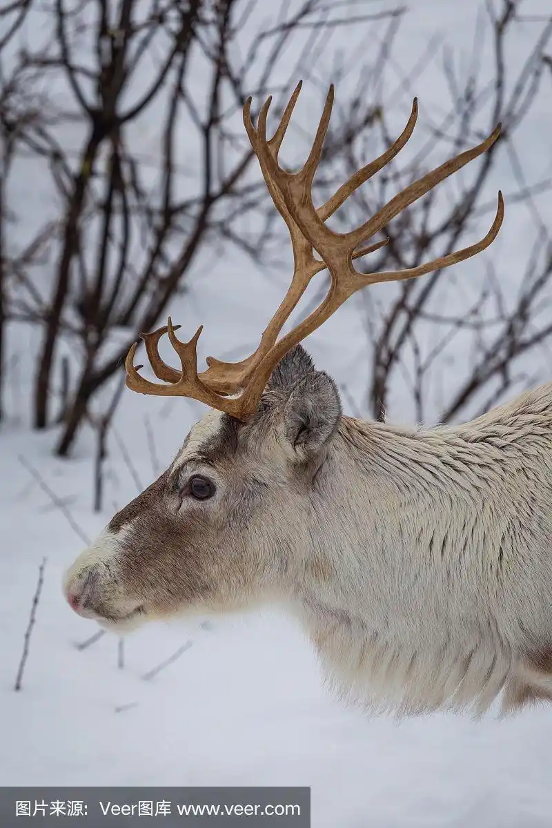 驯鹿头的侧视图.靠近头和鹿角
