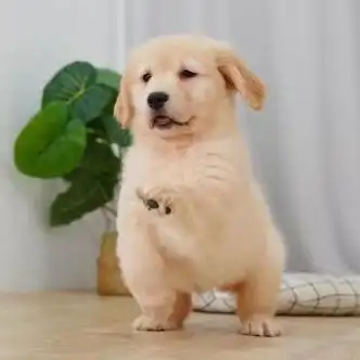 金毛犬幼犬宠物狗崽子活物活体活泼可爱真狗沙滩金枫叶红金毛幼崽