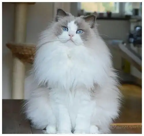 全球最美的18只猫咪,每只都超级呆萌,看第一眼就想养它