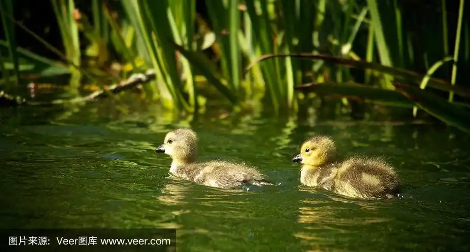 小鸭子在池塘里游泳