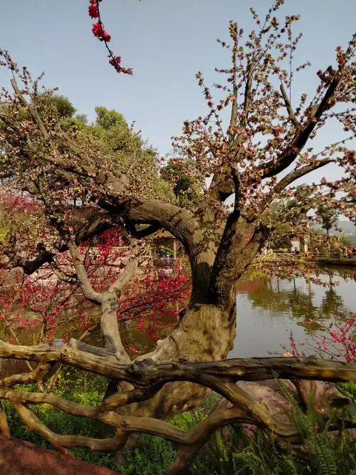 江南水乡桃花坞