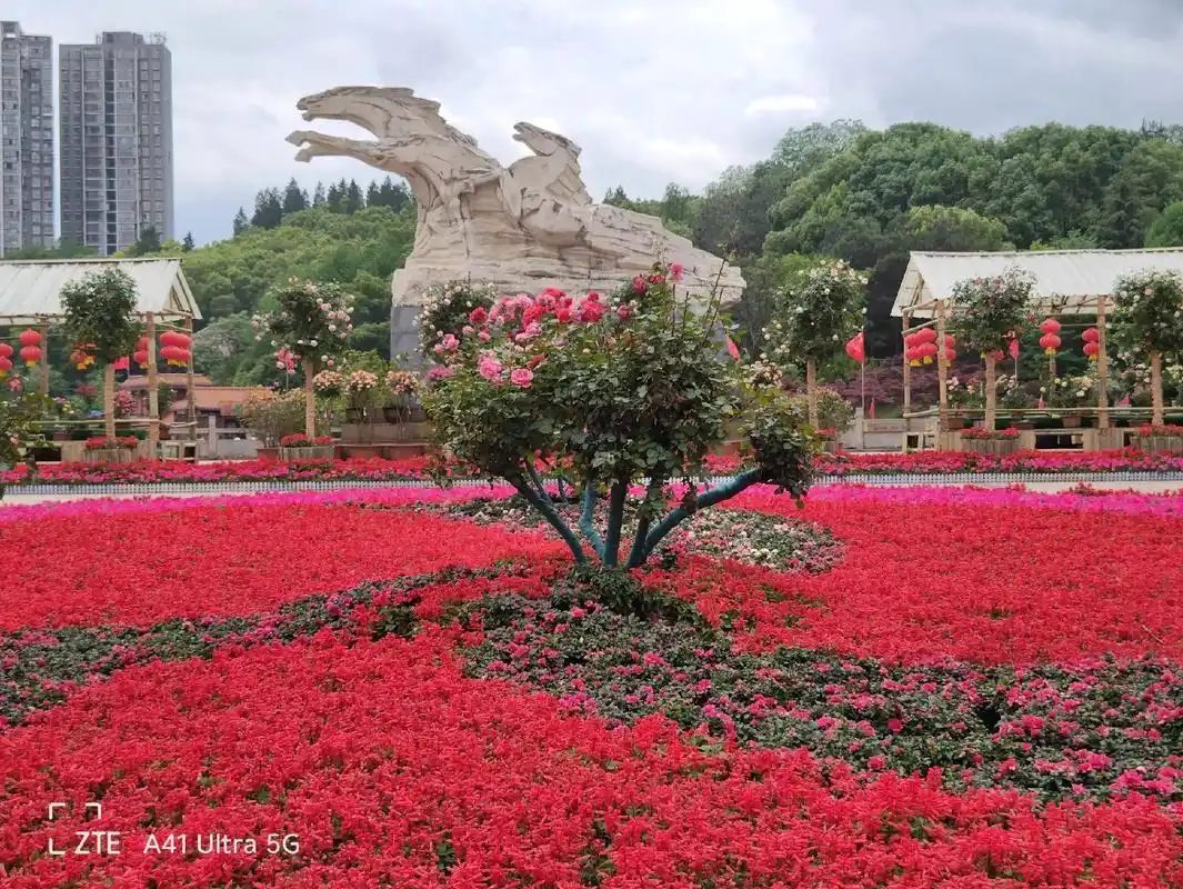 娄底石马公园花展.尽管生活一地鸡毛,但日子再难,压力再大,还 - 抖音