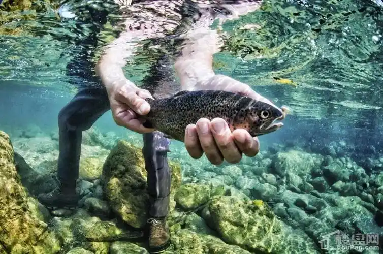 滨江中心城 :真人版捕鱼达人,"鱼已备好,速来迎战"!