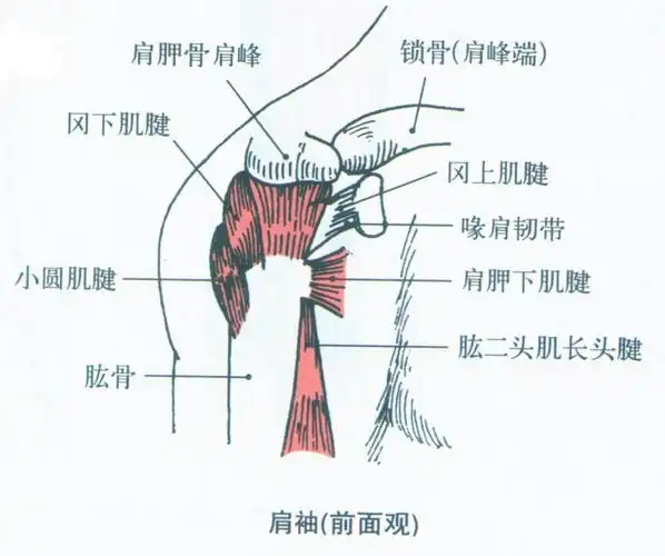 1,三角肌(deltoid)