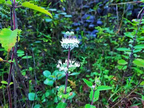 一路走来清清淡淡地沁入了我滚烫的心血 知道你的芳名啊叫做山薄荷