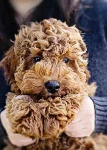 泰迪宝宝美容图集大全,总有一款适合你!