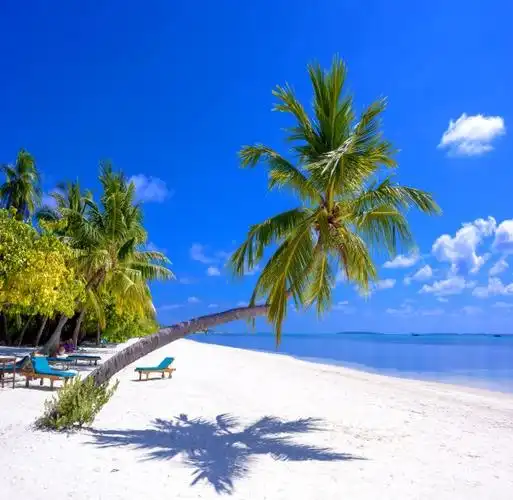 大海背景布 大海沙滩蓝天白云海边椰树风景主播拍视频段子直播背景布