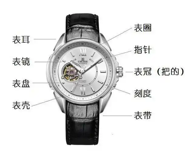 手表依点通手表器官名称你可知