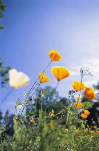 阴影,盛开,光线,影子,草药,花蕾,中药,花,花瓣,花朵,花卉,鲜花,蓝色