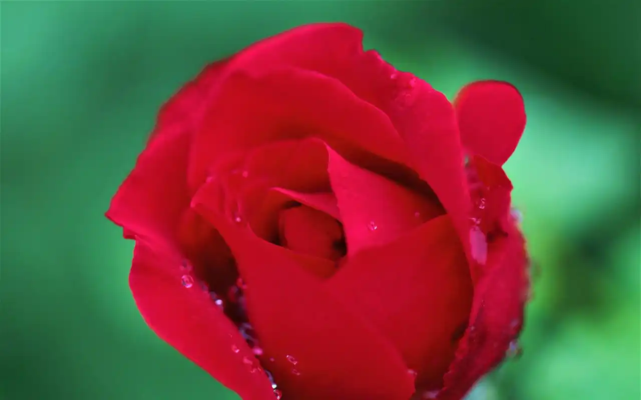 唯美艳丽红色花卉微距摄影图片壁纸