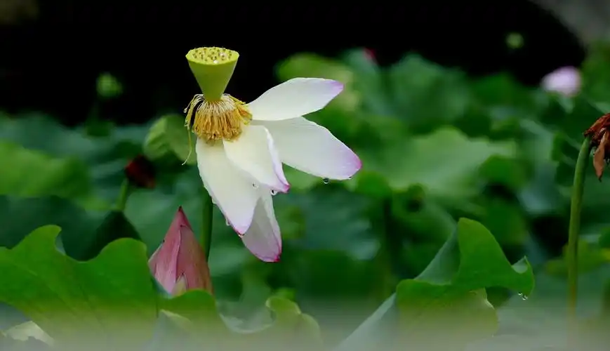 我的18年风景花卉特写小汇辑!愿各位摄友爱好人士多多点评!
