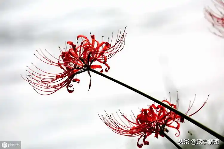 彼岸花:花叶永不见,不被世人喜爱,只因它的花语太凄惨