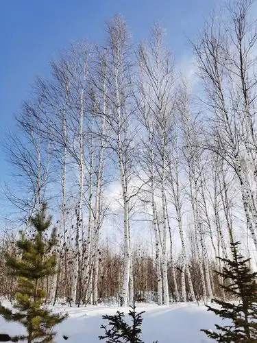 白桦林.第一次到东北准备不足,没穿雪地靴,所以就没踩进去看了.