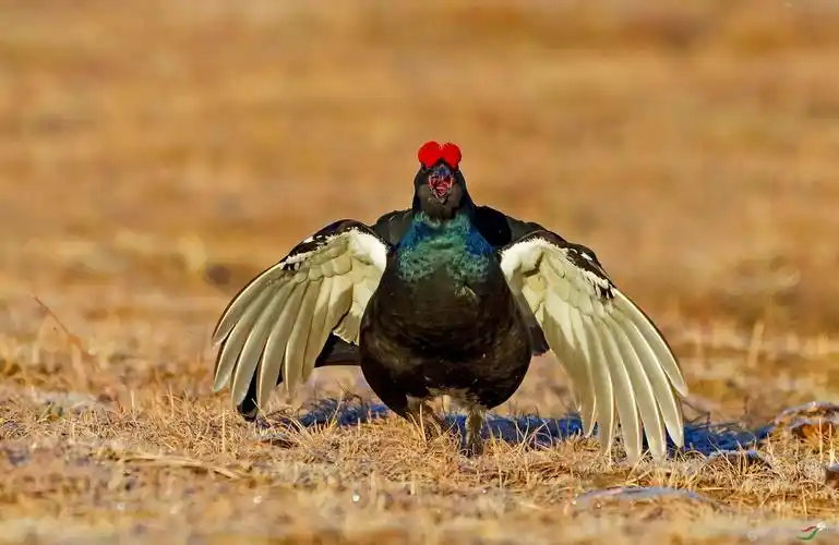 草原上的黑色精灵-黑琴鸡